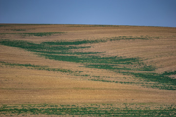 Obraz premium Sown field in autumn day