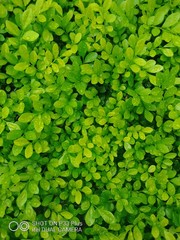 background of green leaves