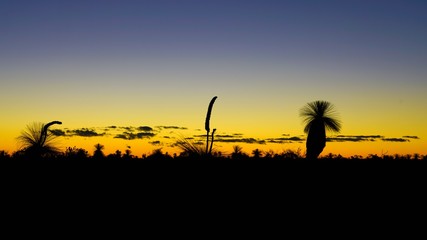 Orange and black sunset view of the silhouette of grass trees (xanthorrhoea) in Kalbarri National Park in the Mid West region of Western Australia