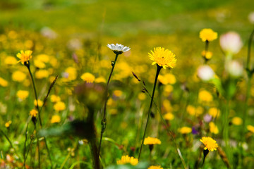 field of yellow flowers