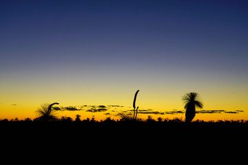 Orange and black sunset view of the silhouette of grass trees (xanthorrhoea) in Kalbarri National Park in the Mid West region of Western Australia