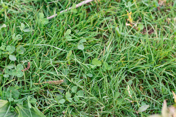 Green grass texture with clover