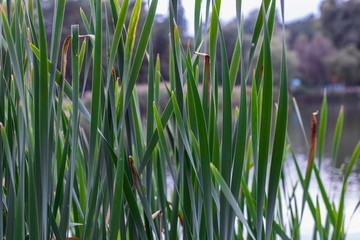 Reed mace on a lake background