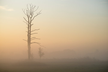 Fototapeta na wymiar jesienne drzewo, łąki nad Bzurą