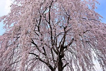満開に咲くシダレザクラ、枝垂れ桜の花の典型