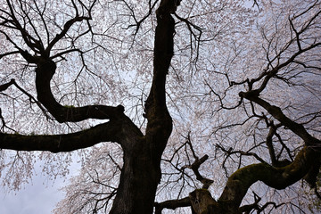 桜の枝のシルエットと花びら、空に向かって伸びる枝と桜花
