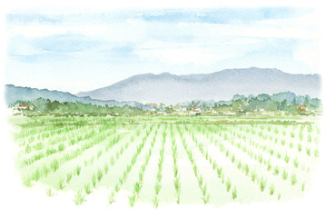 水田の風景の水彩画 © miko