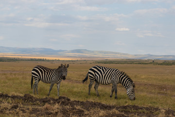 Obraz premium Natural landscape from Africa. Masai mara national park with its incredibles animals and colours.