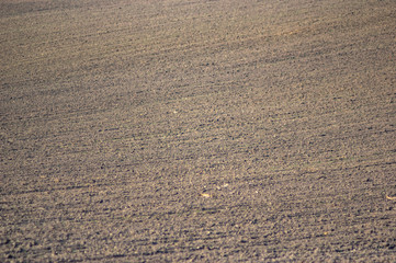 Sown field in autumn day
