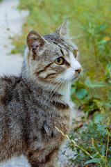 cat