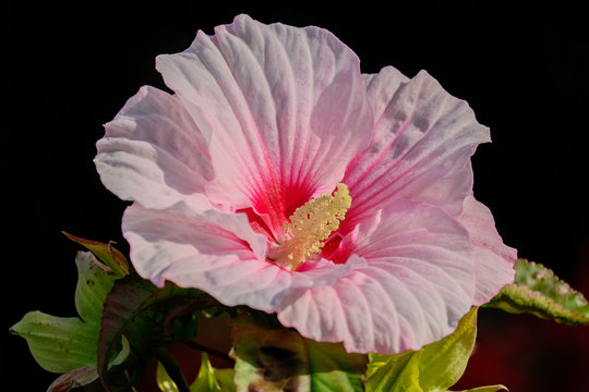 Sumpfeibisch (Hibiscus moscheutos)