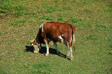 a red white cow grazing on a field