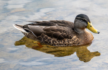 Duck