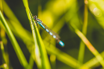 dragonfly on blade of grass