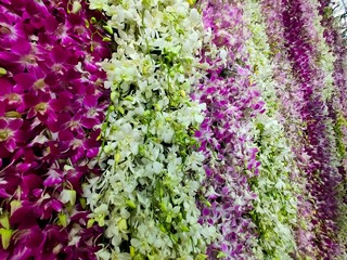Obraz premium purple flowers in the garden
