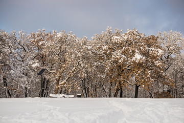 tree in snow