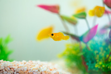 Little Molly fish, Poecilia latipinna in fish tank or aquarium.
