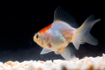 Gold fish or goldfish floating swimming underwater in fresh aquarium tank.