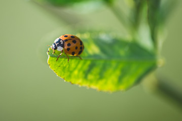 ladybug on green leaf