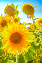 Fototapeta premium a field of blooming sunflowers against a colorful sky