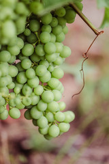 bunch of grapes on the vine