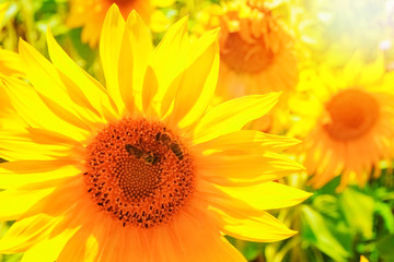 a field of blooming sunflowers against a colorful sky