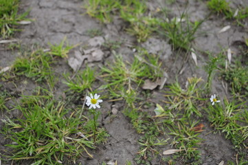 white spring flowers in the garden