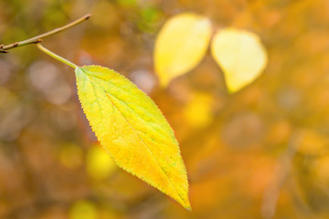 Yellow leaf hanging on the branch. Background of autumn leaves. Fall in park. Background of leaves. A lonely yellow autumn leaf hanging on a tree branch in the park. Autumn season. Melancholy concept