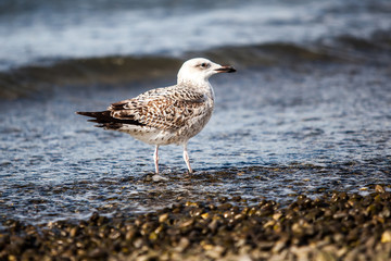 Seagull flying and landing with open wings on the beach