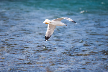 Seagull flying and landing with open wings on the beach