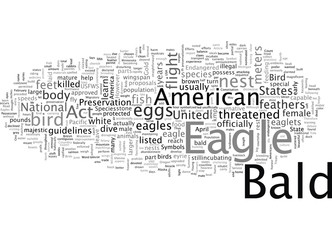 Fototapeta premium Birds The American Bald Eagle