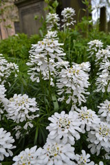 white flowers in the garden