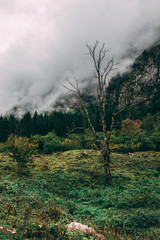 Toter Baum im Gebirge und im Nebel