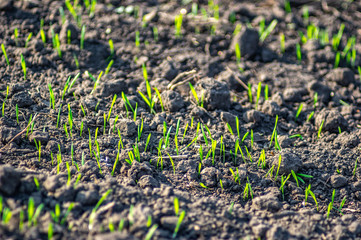 Green sprouts sprout from the ground