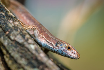 lizard on a rock