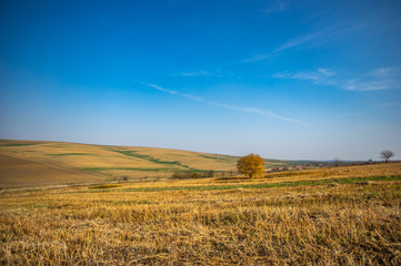 Fototapeta premium Tree among the field in the autumn afternoon