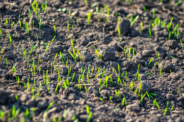 Green sprouts sprout from the ground