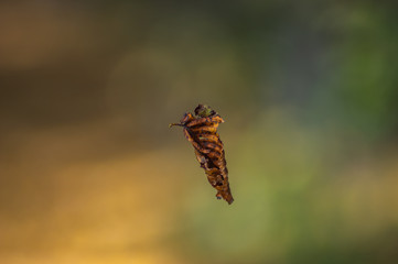 Fall leaf in autumn in the forest