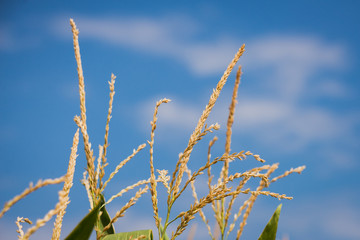 wheat and blue sky