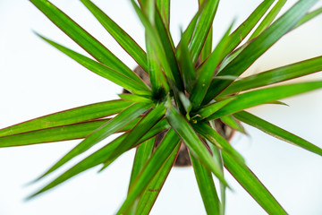 Small palm in a pot growing to get stronger