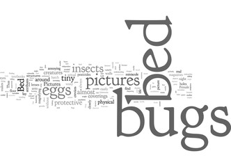 bed bugs pictures