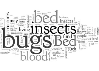 Fototapeta na wymiar bed bugs insect