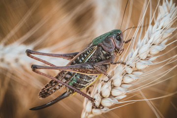 Grasshopper