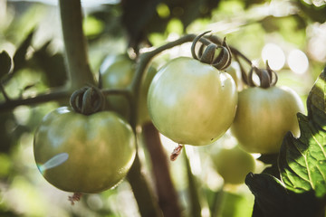 Tomato on a branch