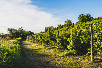 Obraz premium vineyard