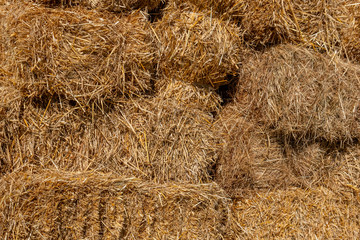 Fresh straw hay bales, food for cattle.