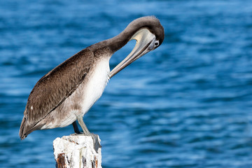 Brown Pelican (Pelicanus occidentalis) perched on a piling preening on a sunny afternoon in St. Pete Beach, Florida.