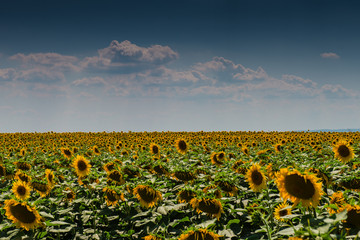 Obraz premium field of sunflowers