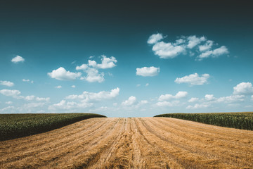 field and blue sky