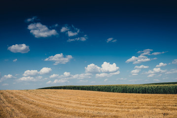 Fototapeta premium field and blue sky